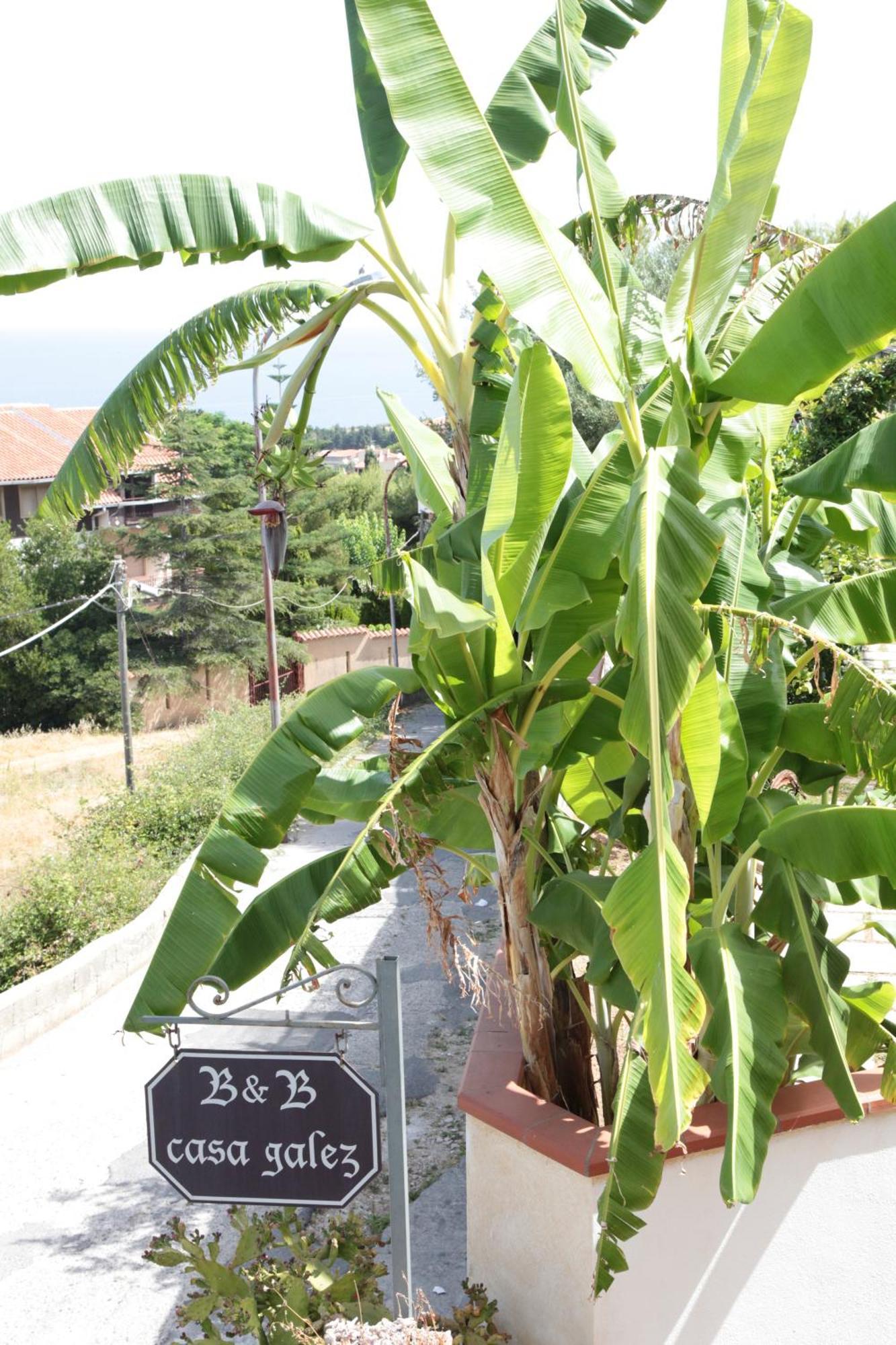 Bed And Breakfast Casagalez Santa Domenica  Εξωτερικό φωτογραφία